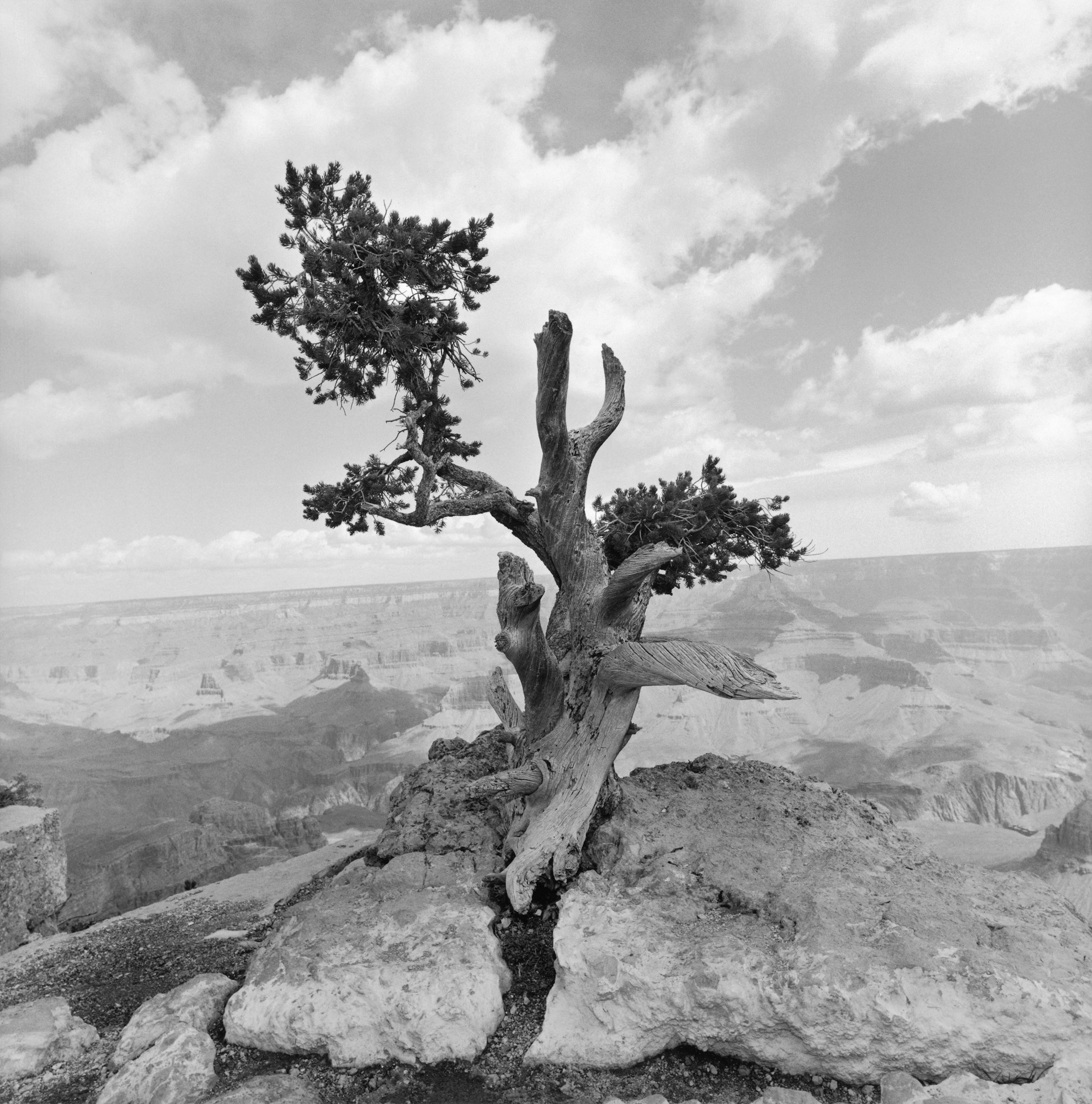 Lee Friedlander, from Western Landscapes