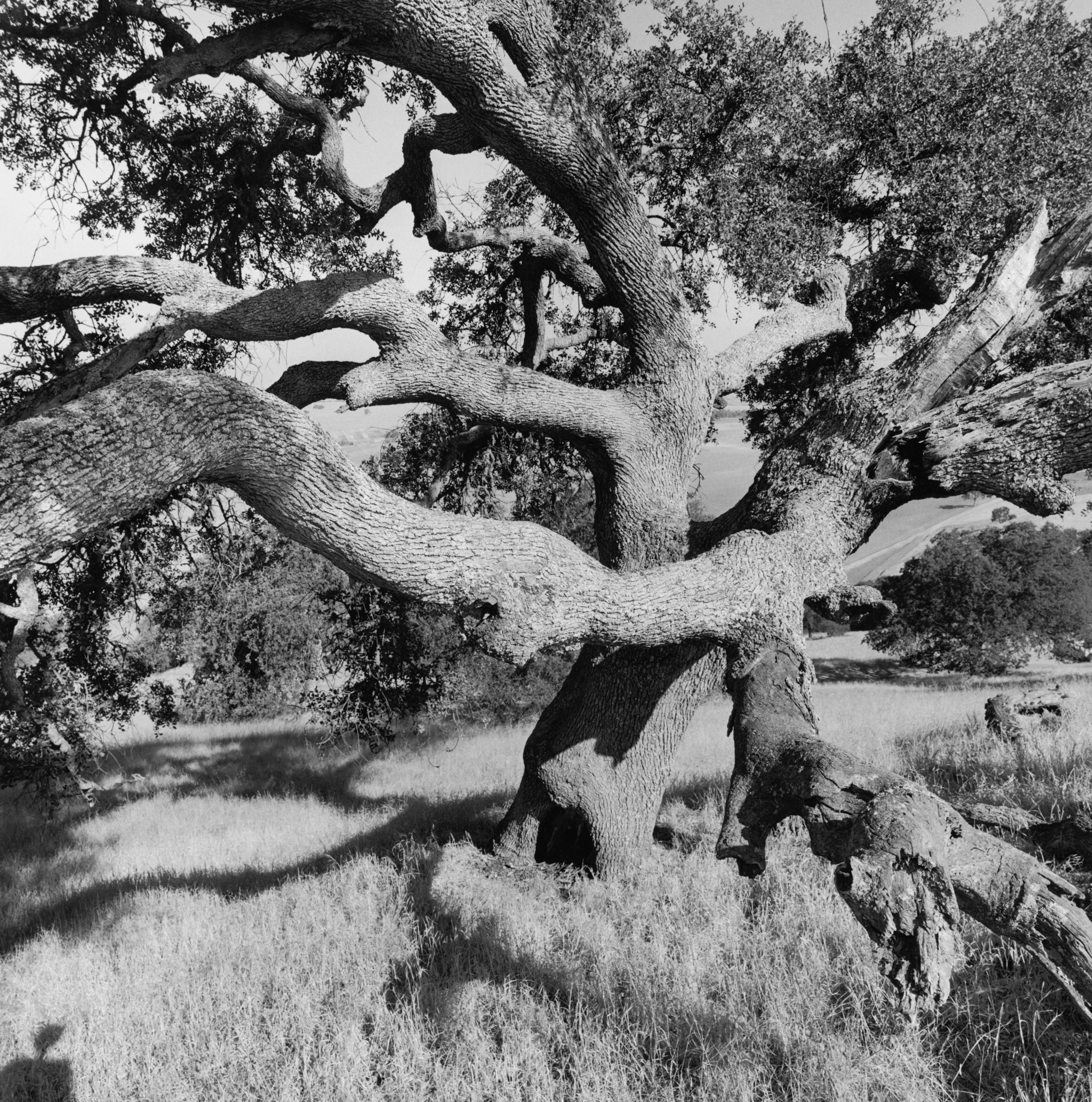 Lee Friedlander, from Western Landscapes