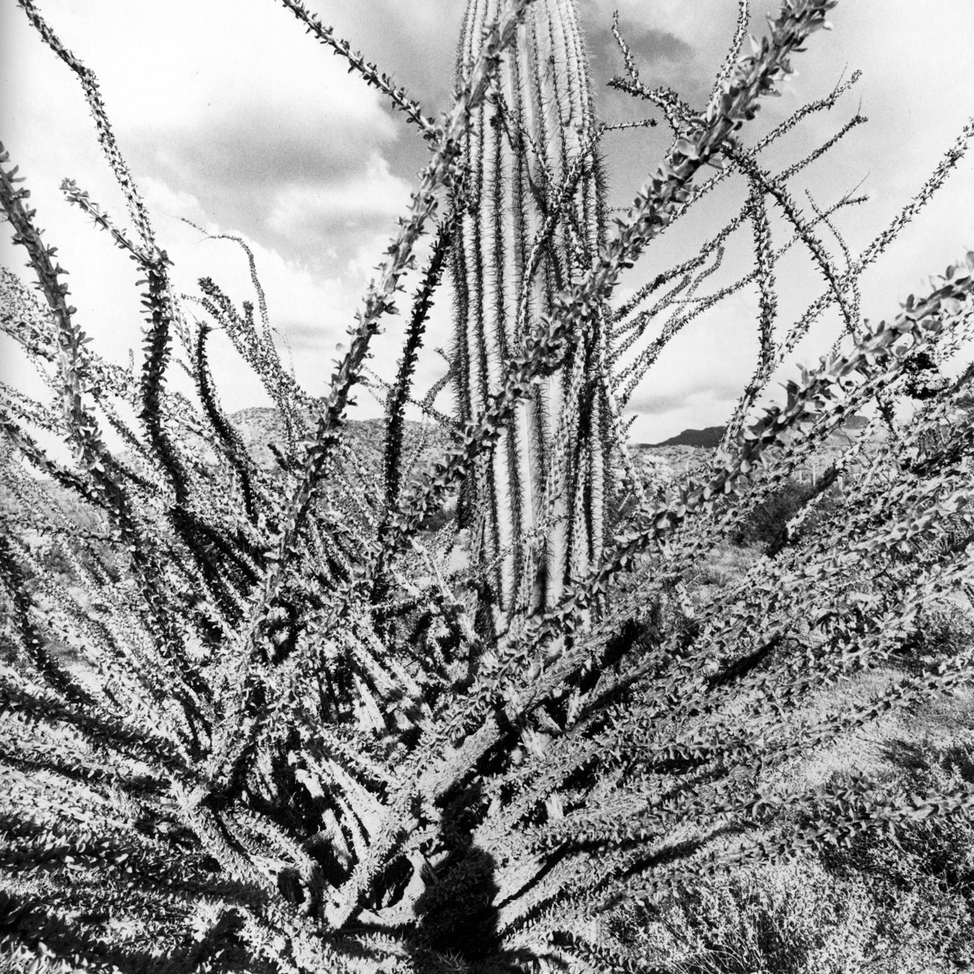 Lee Friedlander, from Western Landscapes