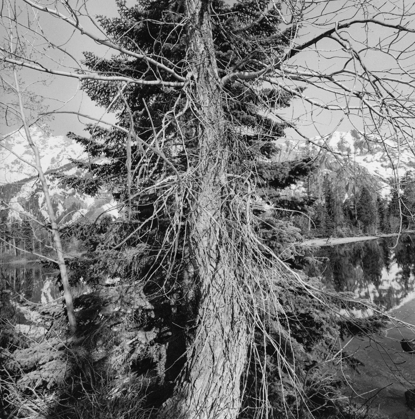 Lee Friedlander, from Western Landscapes