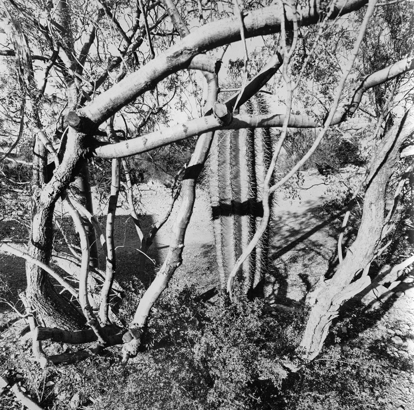 Lee Friedlander, from Western Landscapes
